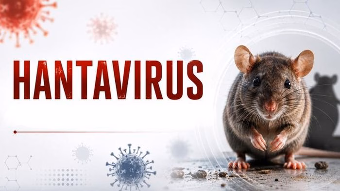 Chuột và các loài gặm nhấm là nguồn lây nhiễm chính của virus Hanta thông qua chất thải