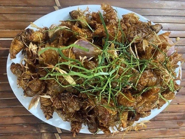 Ve sầu chiên là món ăn khoái khẩu của nhiều người khi đến mùa, nhưng tiềm ẩn nguy cơ ngộ độc nếu không phân biệt được loài. Ảnh: NDCC